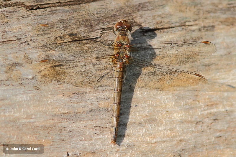 J01_0358 Sympetrum striolatum female.JPG